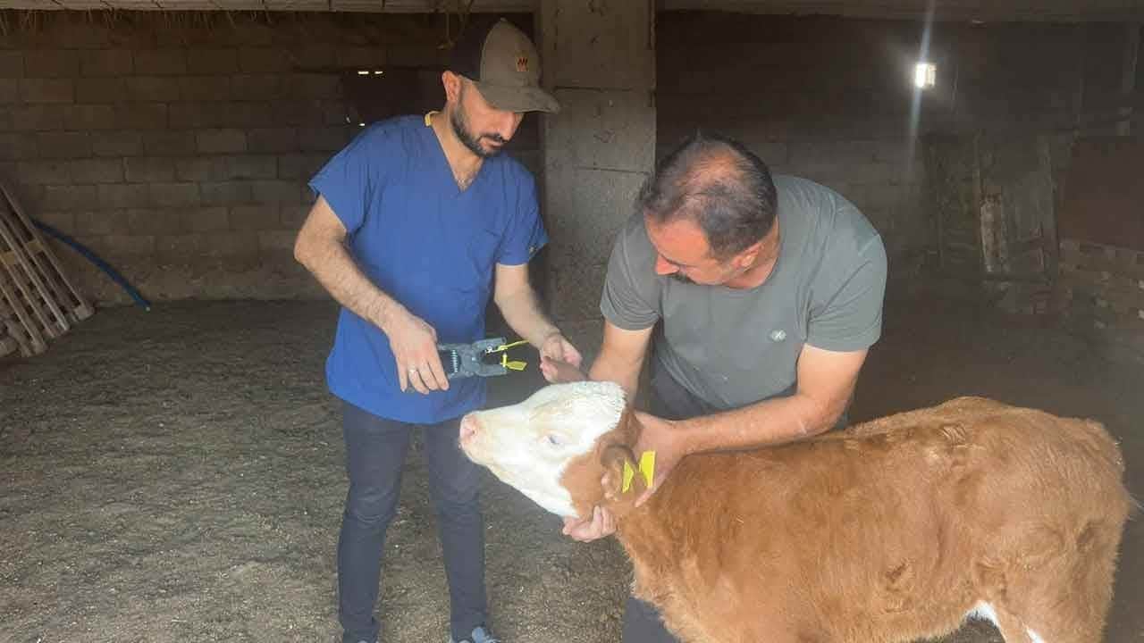 Kritik operasyon! Büyükbaş hayvanlar için seferberlik ilan edildi!