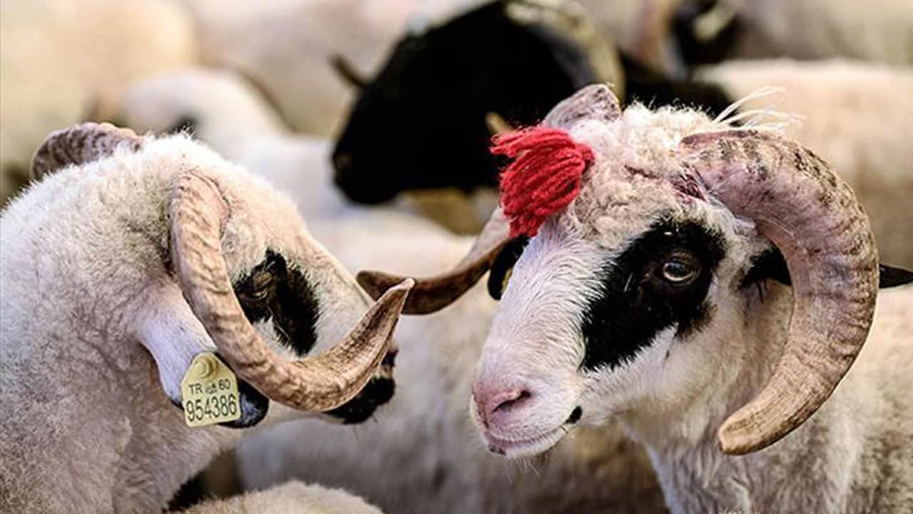Kurban Bayramı ne zaman? Kurban Bayramı tatili kaç gün 2026