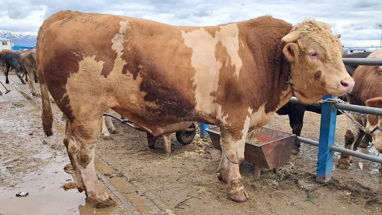 Kurban pazarının şampiyonu! 1 ton 200 kiloluk ‘Çakır’ 525 bin liradan alıcılarını bekliyor