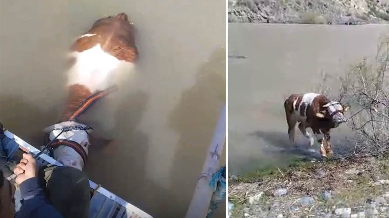 Kurbana sayılı günler kala firar eden tosun Murat Nehri’ni geçemedi