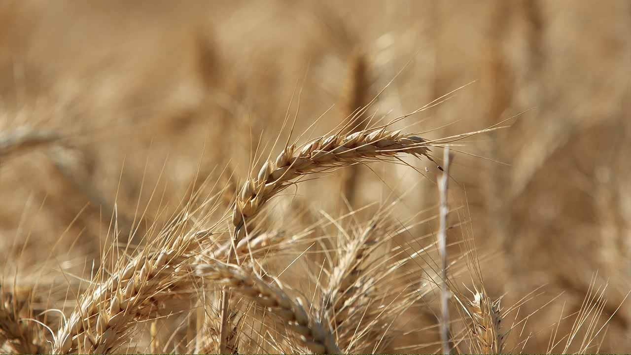 Küresel tahıl üretiminde rekor! IGC’den dikkat çeken tahmin