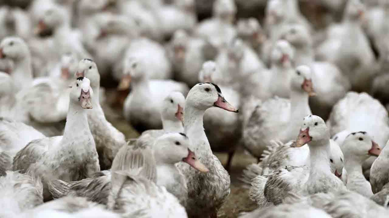 Kuş gribi son kıtaya ulaştı: H5N1 dünyayı sardı