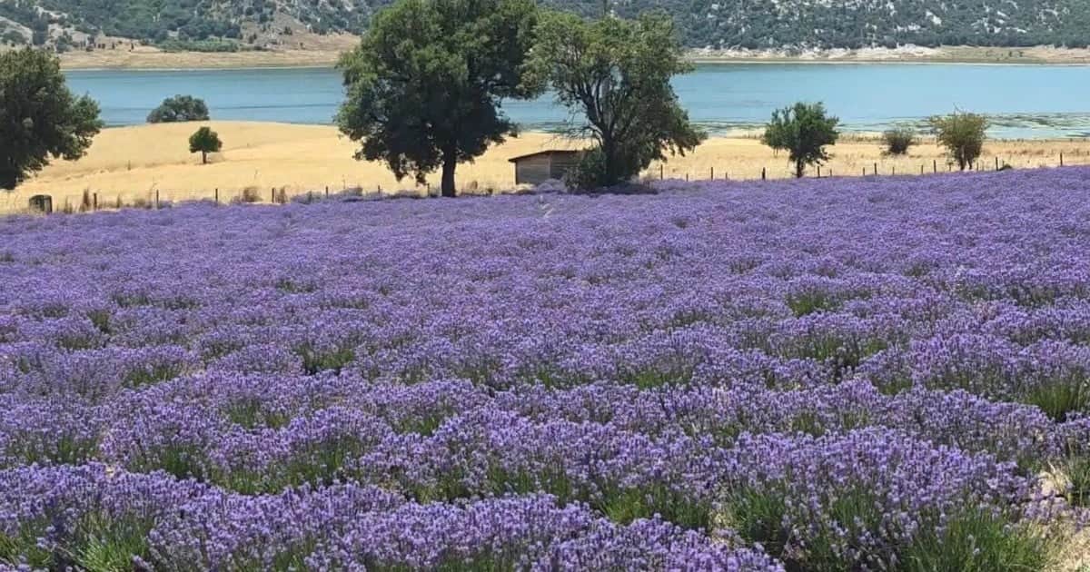 Kütahya'nın Sofça köyünde mor lavanta tarlası ziyarete açıldı