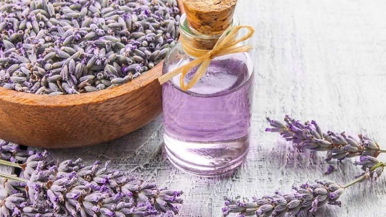 Lavanta yağı saça nasıl uygulanır? Duyanlar hemen bunu yaptılar: Kimyasal ile yapma! Ezber bozan uygulama