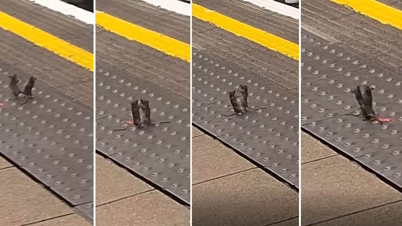 Londra’da fareler artık insanları umursamıyor! Kimseye aldırmadan metroda boks yaptılar