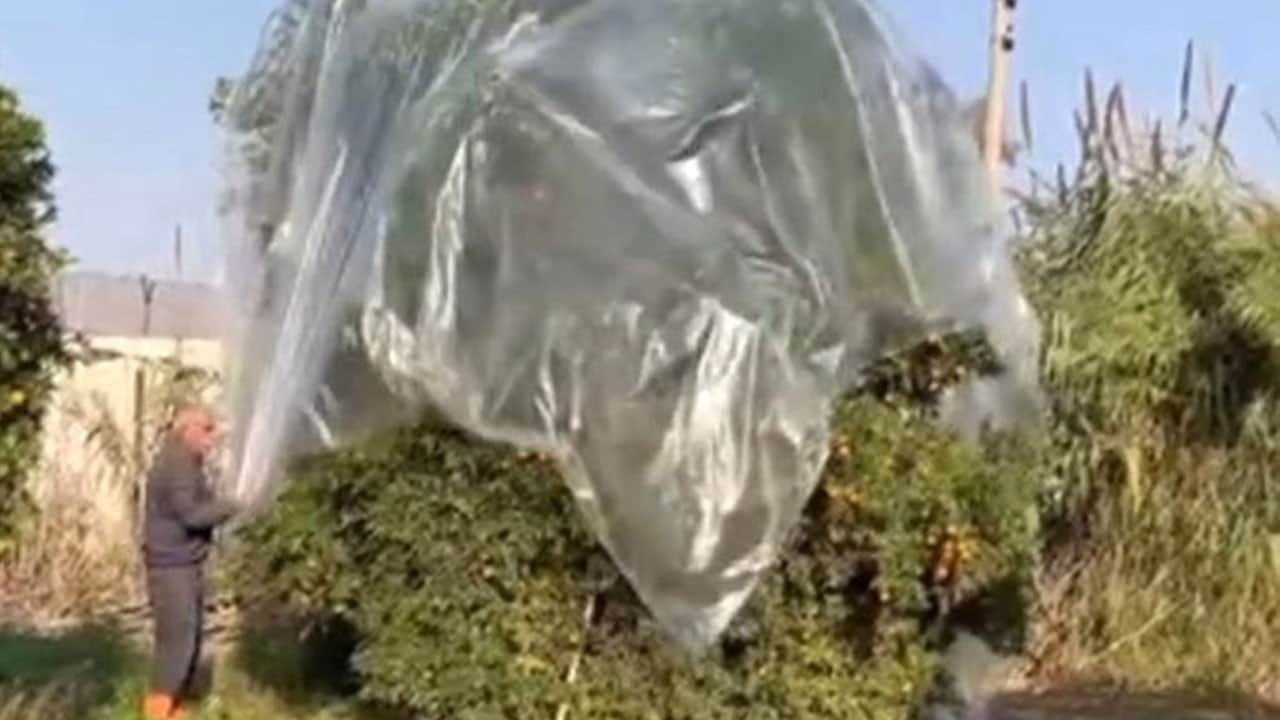 Mandalina zarar görmesin diye bakın nasıl önlem aldı