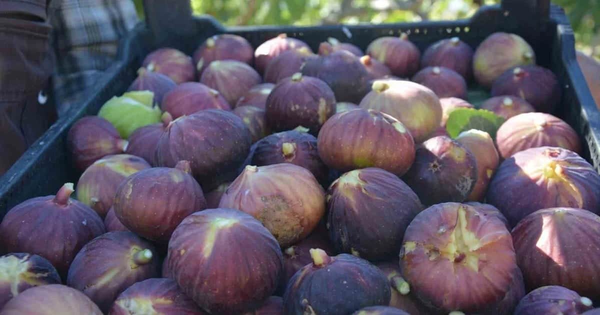 Manisa Demirci'de incir hasadı başladı, 12 bin 310 ağaçtan 185 ton rekolte bekleniyor
