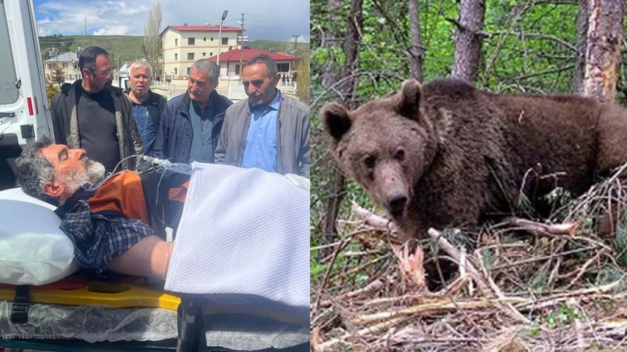 Mantar aramaya giden köylü ayının saldırısına uğradı