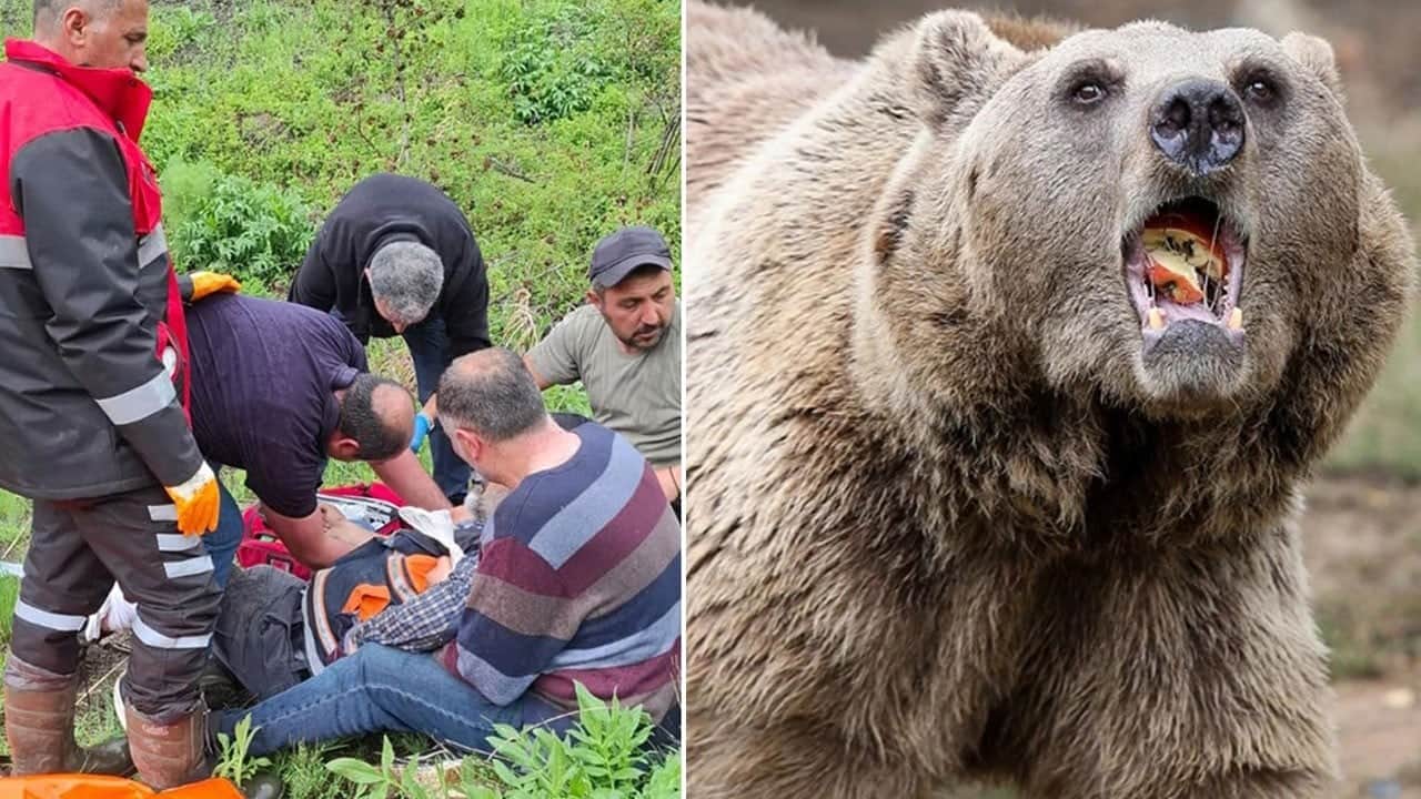 Mantar toplamaya giden kadına ayı saldırdı
