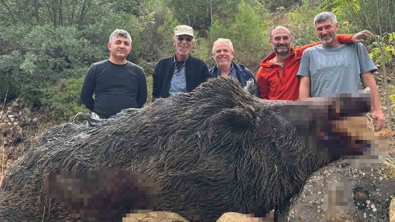Mısır tarlalarını talan etmişti: 350 kiloluk dev domuz vuruldu, kabus bitti!