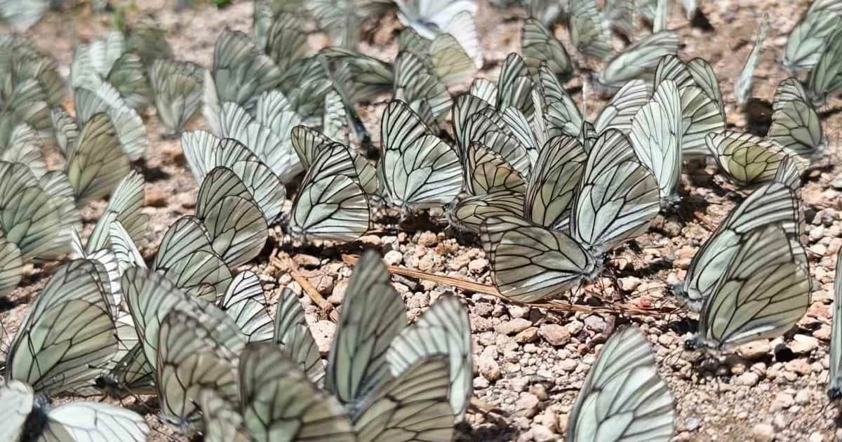 Nemrut Krater Gölü'nde yüzlerce alıç kelebeği toprağa kondu: 20 yılda ilk kez
