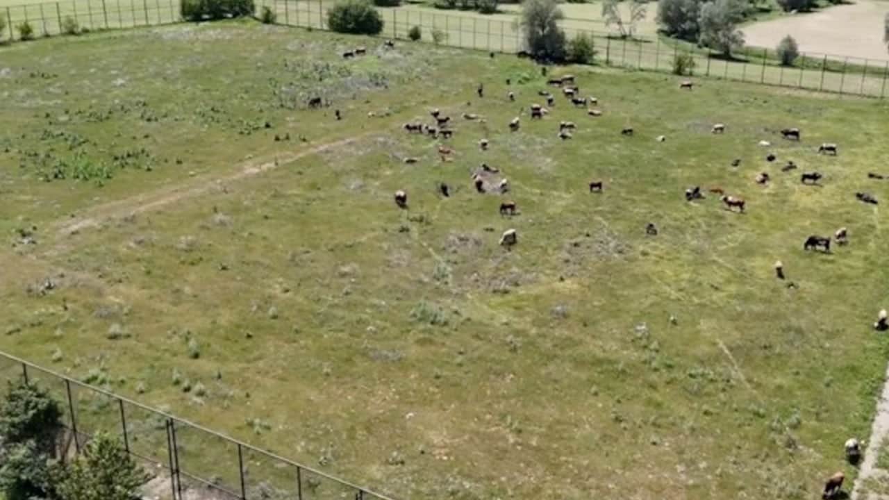 Bir zamanlar antrenman sahasıydı! Şimdi ise inekler otluyor