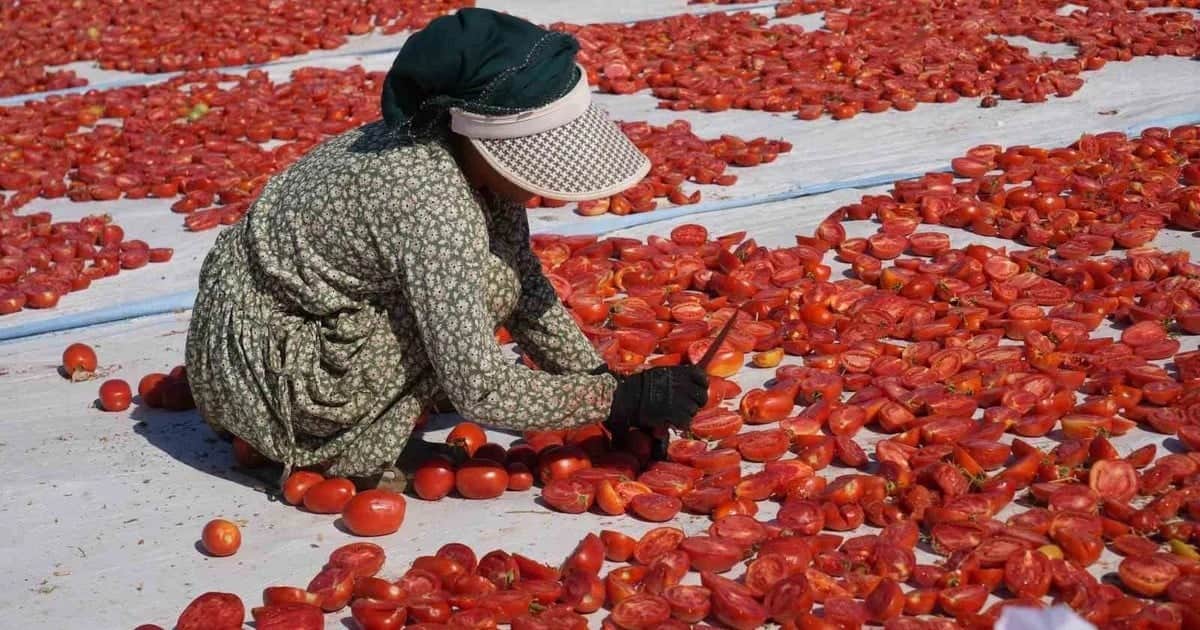 Niğde'de yaklaşık 13 kilo yaş domatesten 1 kilo kuru domates elde ediliyor
