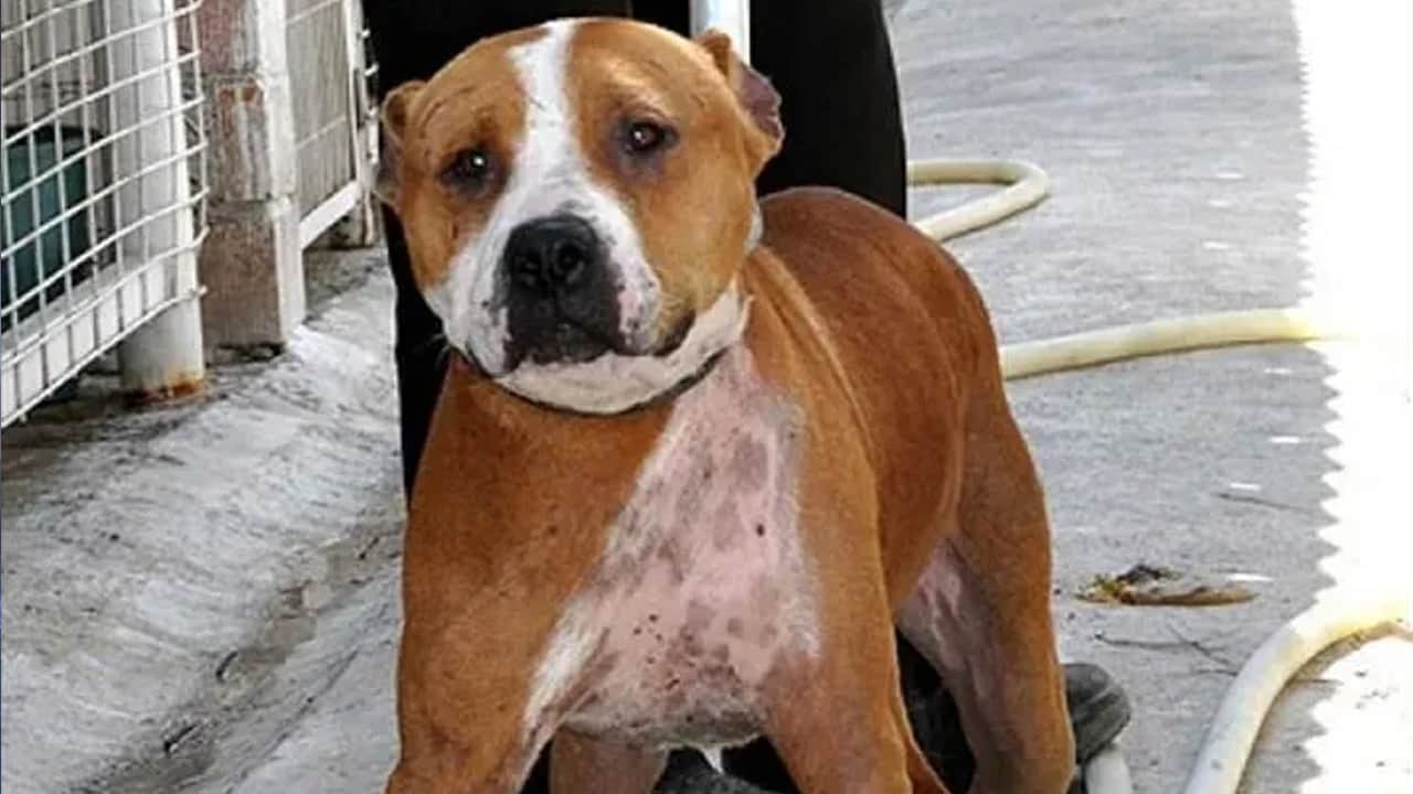 O şehirde ölümcül saldırı gerçekleştiren pitbull firarda!