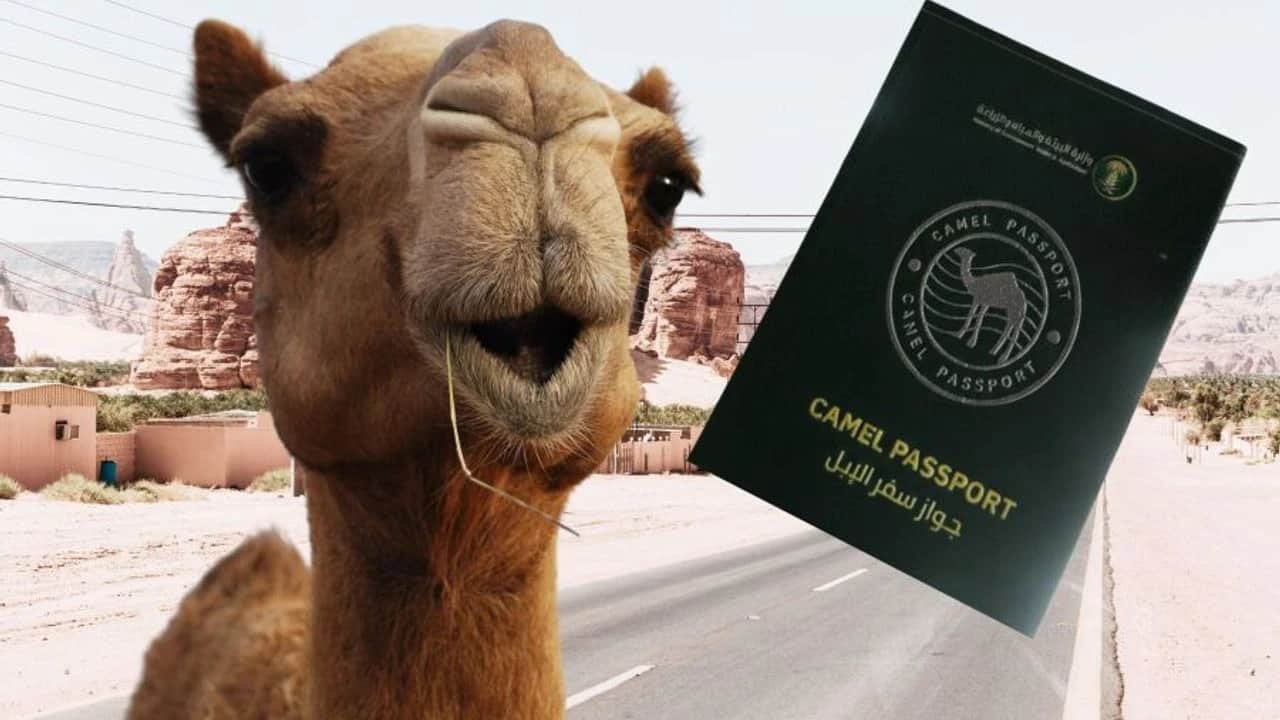 O ülkede sıra dışı uygulama: Develere pasaport!