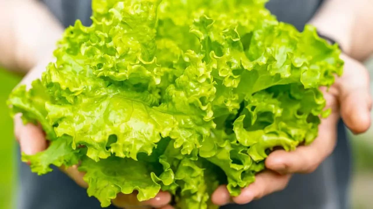 Ölümcül marul salgını: Binlerce kişi hastanelik oldu!