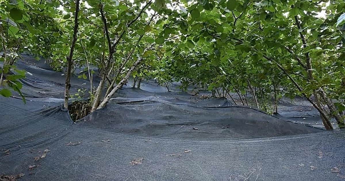 Ordu'da fındık hasat filesi maliyetleri yaklaşık yüzde 80 azaltabiliyor