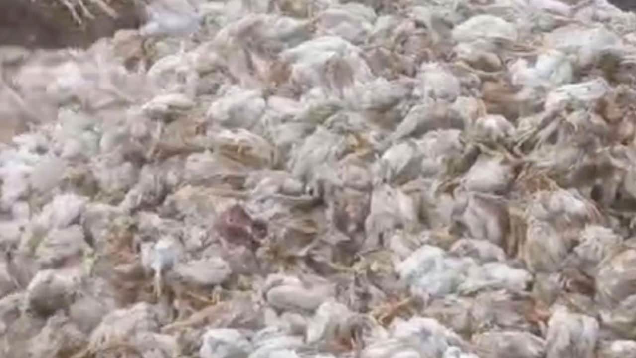 Ormanda skandal manzara! Yüzlerce tavuk ölüsü doğaya bırakıldı