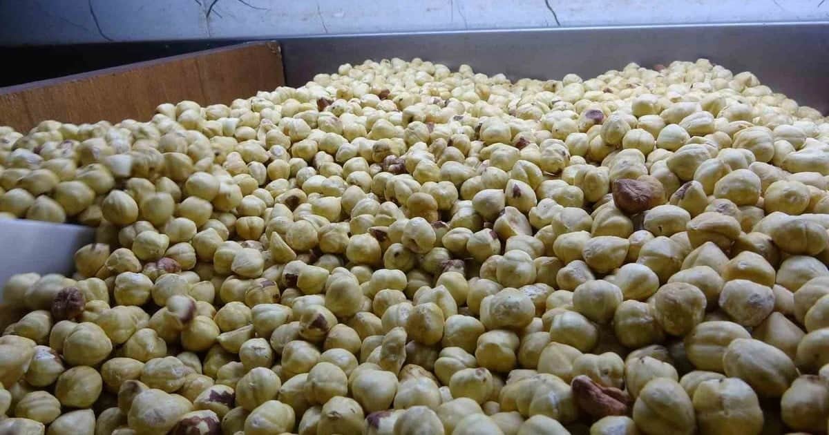 Ortahisar'da fındık işletmecisi: "Fındığı randımanlı ise yüzde 200'le kâr edebilir"