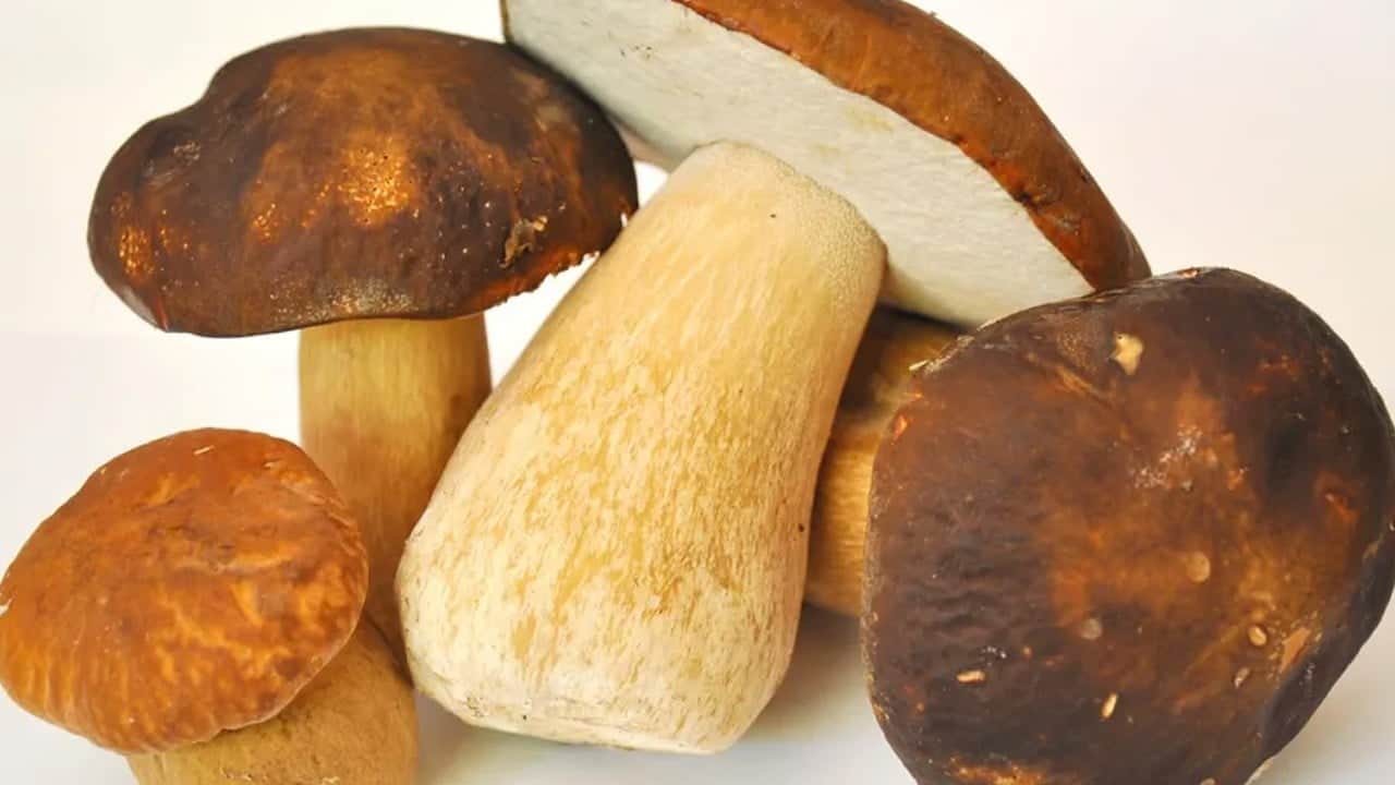 Porcini Mantarı nerede yetişiyor? Hakkında neler biliniyor? Adı ayı, çörek mantarı olarak biliniyor..