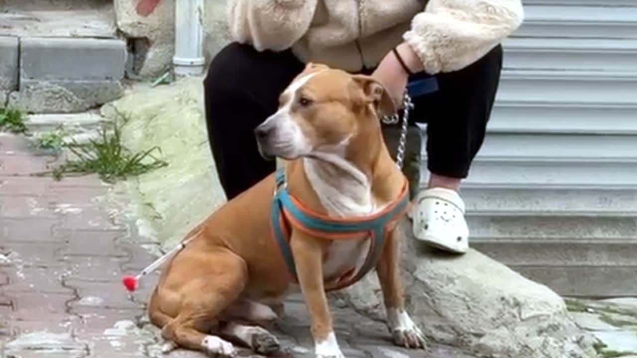 ‘Reis’i ağır yaraladı! Tekirdağ'da pitbull dehşeti
