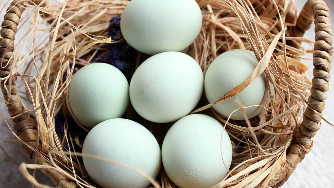 Rengine aldanmayın! Mavi yumurta hakkındaki o gerçek ortaya çıktı