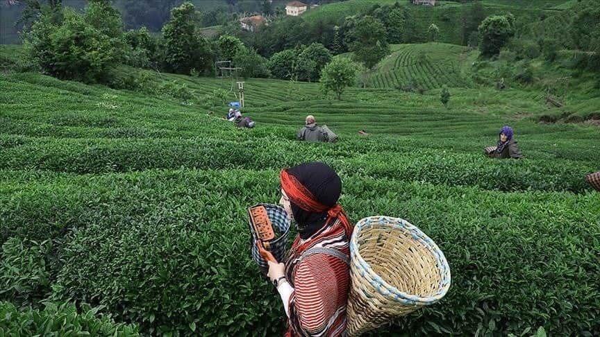 Rize'de Türk çaycılığının geçmişini yansıtacak "Çay Müzesi" kuruluyor