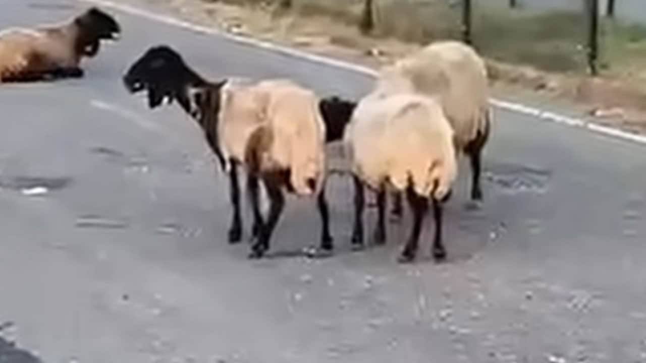 Rögardan sızan suyu içtiler! 32 küçükbaş hayvan telef oldu