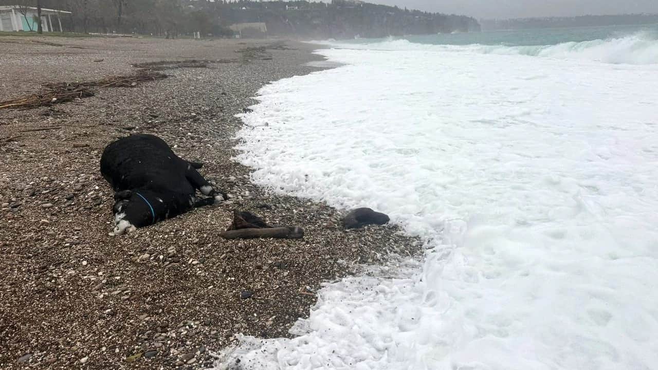 Sağanak Sonrası Marina Sahilinde Ölü İnek Bulundu