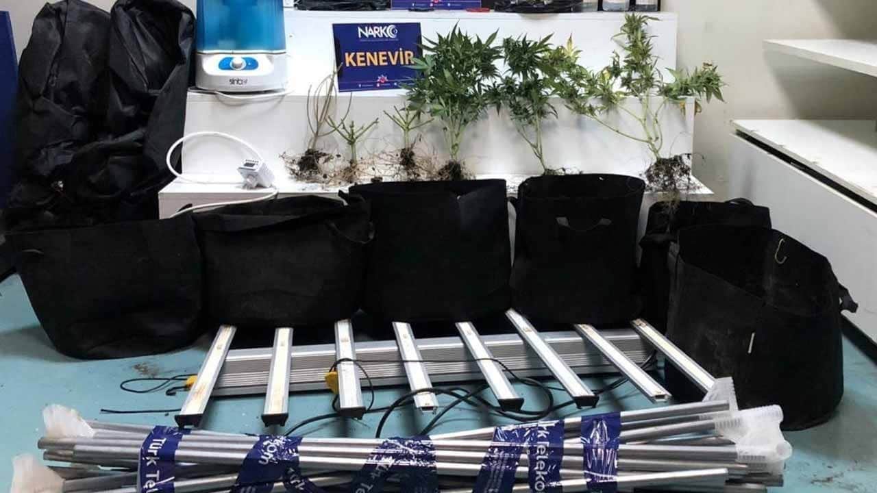 Sakarya’da uyuşturucu operasyonu! İklimlendirme sistemiyle kenevir yetiştiren şahıs yakalandı
