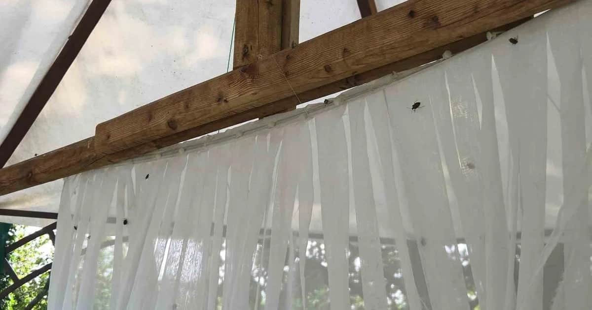 Samsun'da kokarcaya karşı 'cezbet-öldür': 26 bin 400 feromon tuzağı yerleştirildi