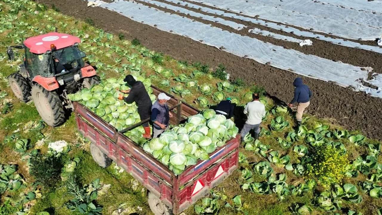 Samsun’dan Rusya’ya ihraç ediliyor! Tarlada son mahsuller kaldı