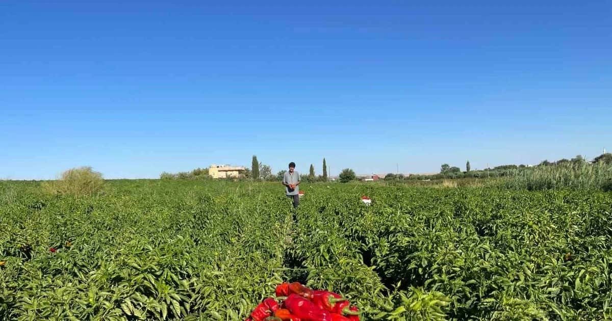 Şanlıurfa'da isot hasadı başladı, kilogramı pazarda 20 ile 30 liradan satılıyor
