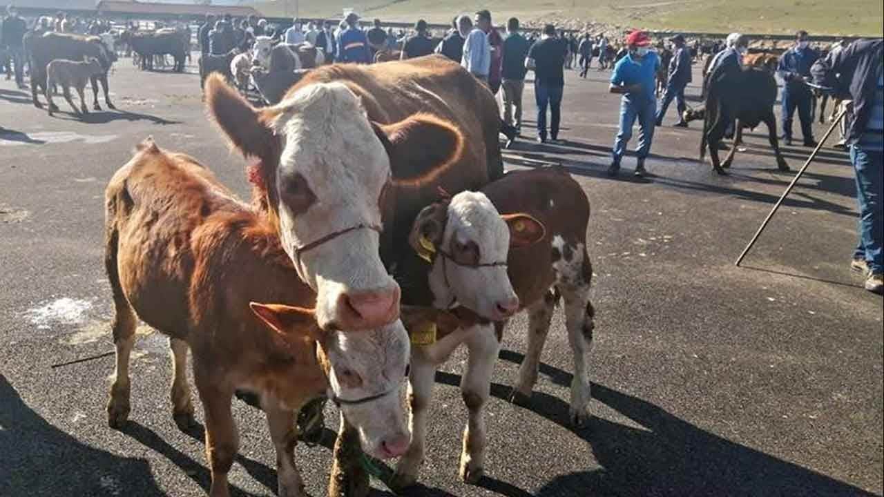 Şap hastalığı alarmı! Yetiştiricilere acil uyarı: Hayvan hareketleri kısıtlansın!
