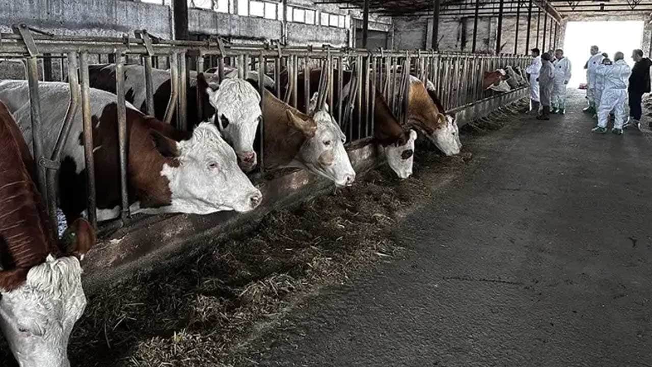 Şap hastalığı nedeniyle hayvan pazarı kapatıldı