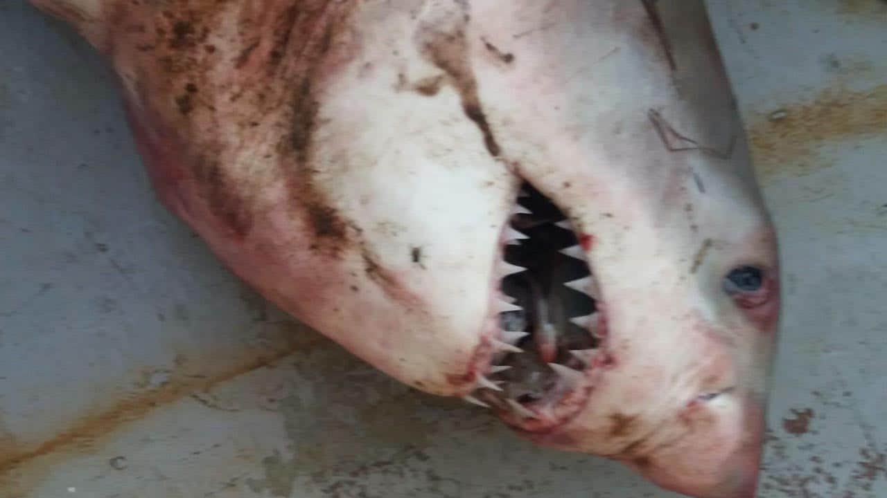 Saros Körfezi'nde ağlara dev köpek balığı takıldı