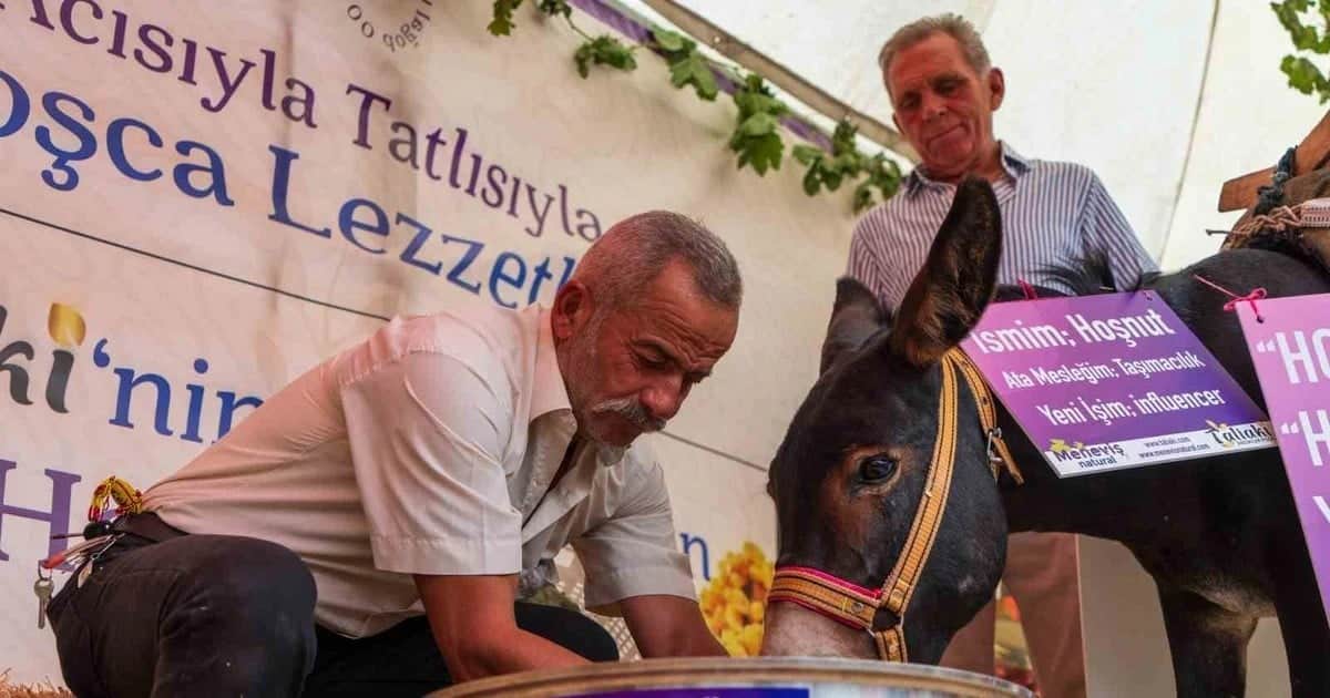 Saruhanlı'daki festivalde Hoşnut isimli eşek nazlanarak da olsa hoşaf içti