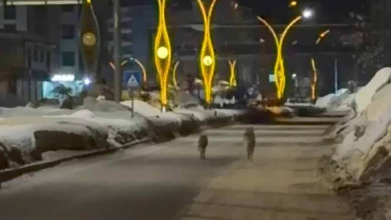 Şehrin ortasına kurtlar indi