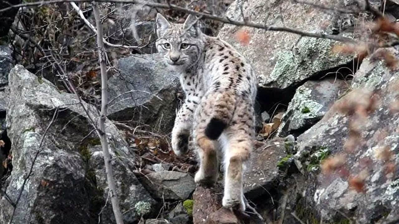 Sinop'ta 'Ormanların Hayaleti' Böyle Görüntülendi!