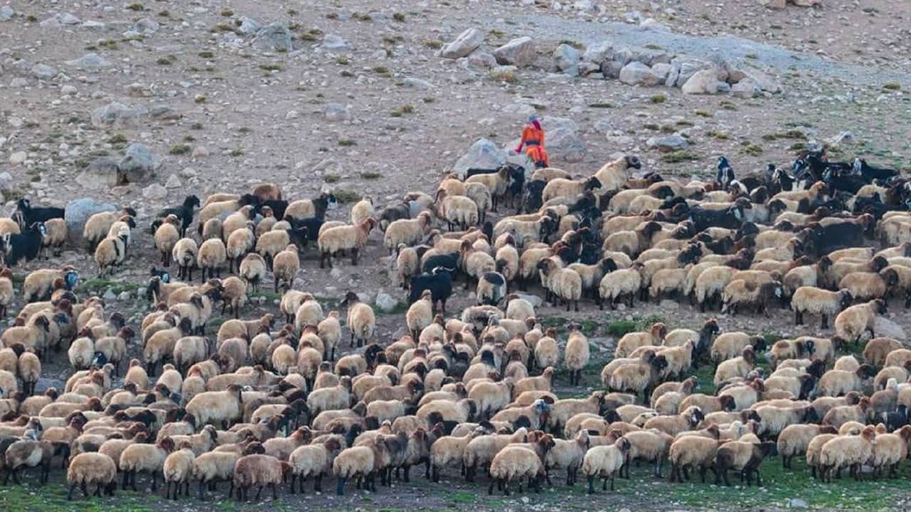 Sürü ürktü, 40 koyun telef oldu!