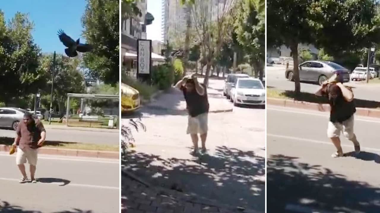 Tatilciye saldıran kargalar otele kadar kovaladı!
