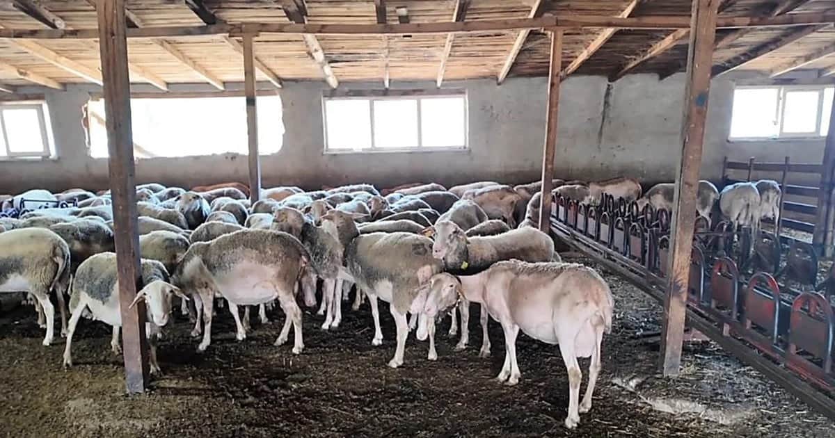 Tekirdağ'da 120 Lacaune koyunuyla süt üretiyor, işletmeyi çocuklarına bırakmak istiyor