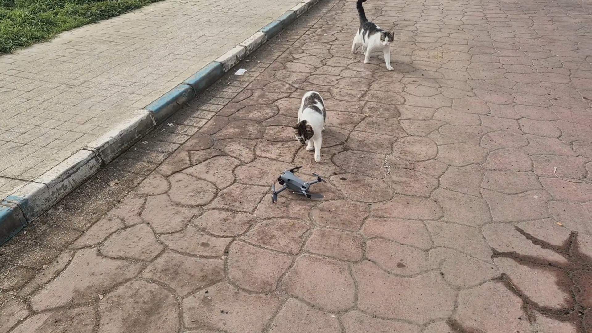 Tekirdağ’da "uçan fare" mesaisi! Kedilerin dronla imtihanı gülümsetti