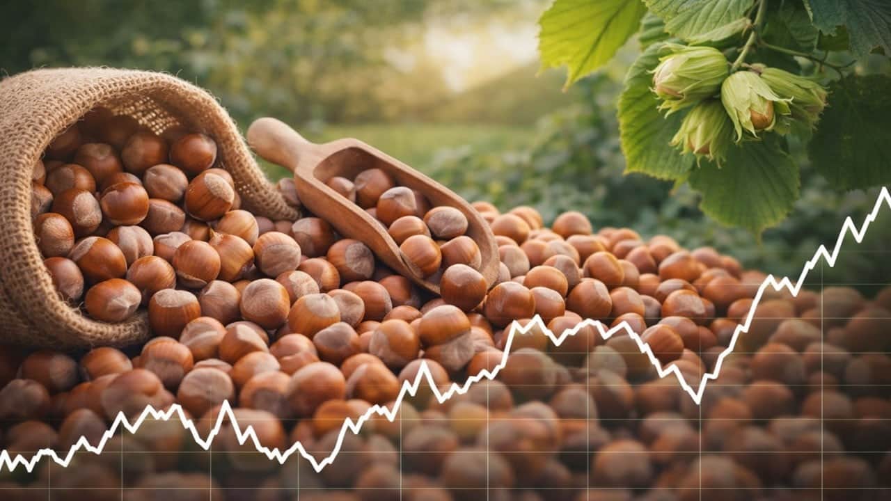Ticaret Bakanlığı fındık piyasasına el attı: Müfettiş görevlendirildi