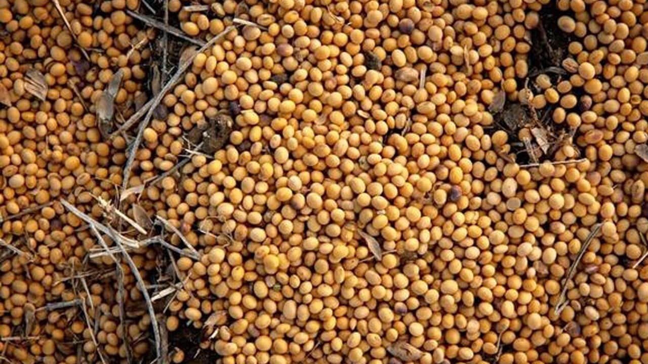 Ticaret rüzgârı terse döndü: Çin’den ABD’ye milyar dolarlık soya hamlesi