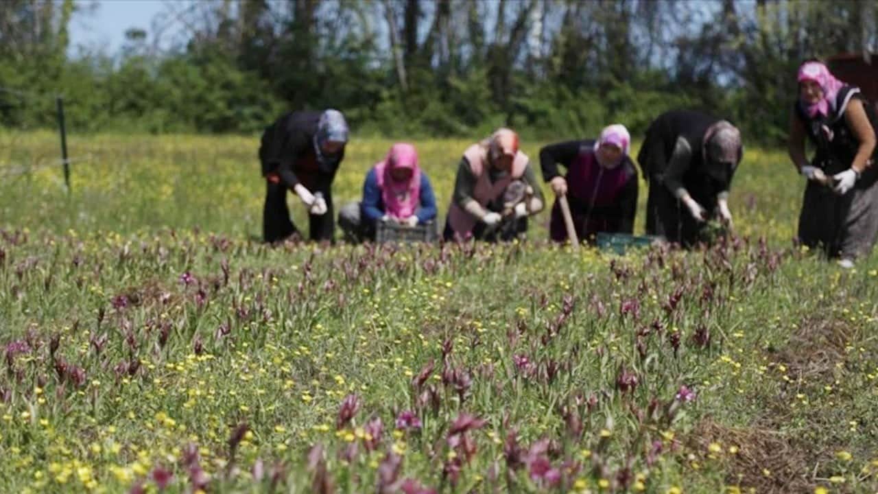 Topraktan resmen altın çıkarıyorlar! Kilosu 12 bin lira