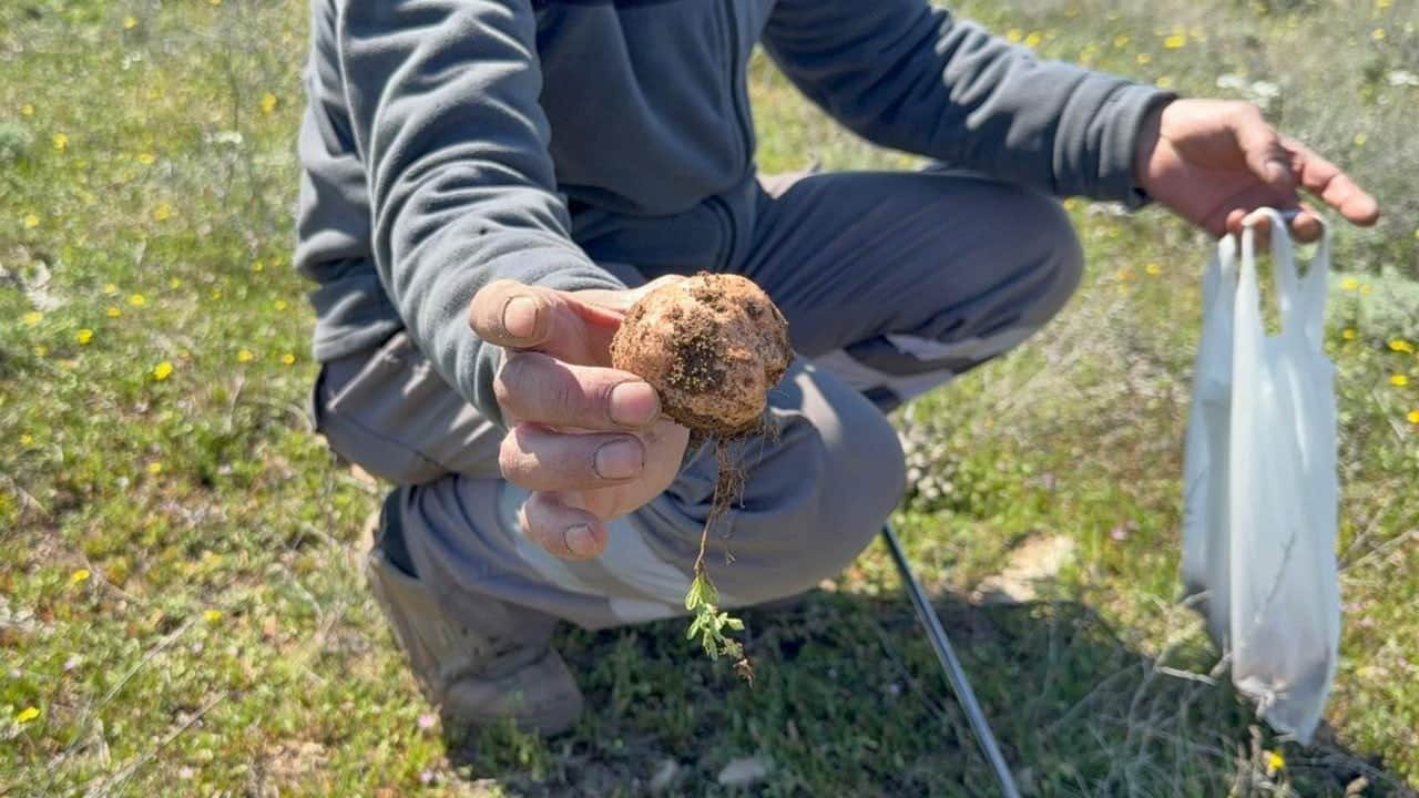 Topraktan servet fışkırıyor: Günde 3 kilo topluyor, kilosunu 1500 liraya satıyorlar!