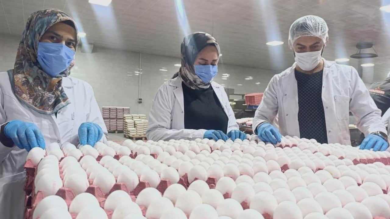 Türkiye'nin yumurta üretiminin yüzde 25'ini onlar yapıyor... Gözleri Tahıl Koridoru'nda