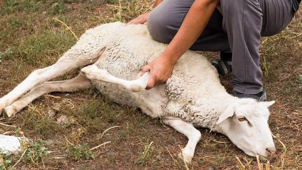 Uzmanlar uyardı! Kurban keserken dikkat