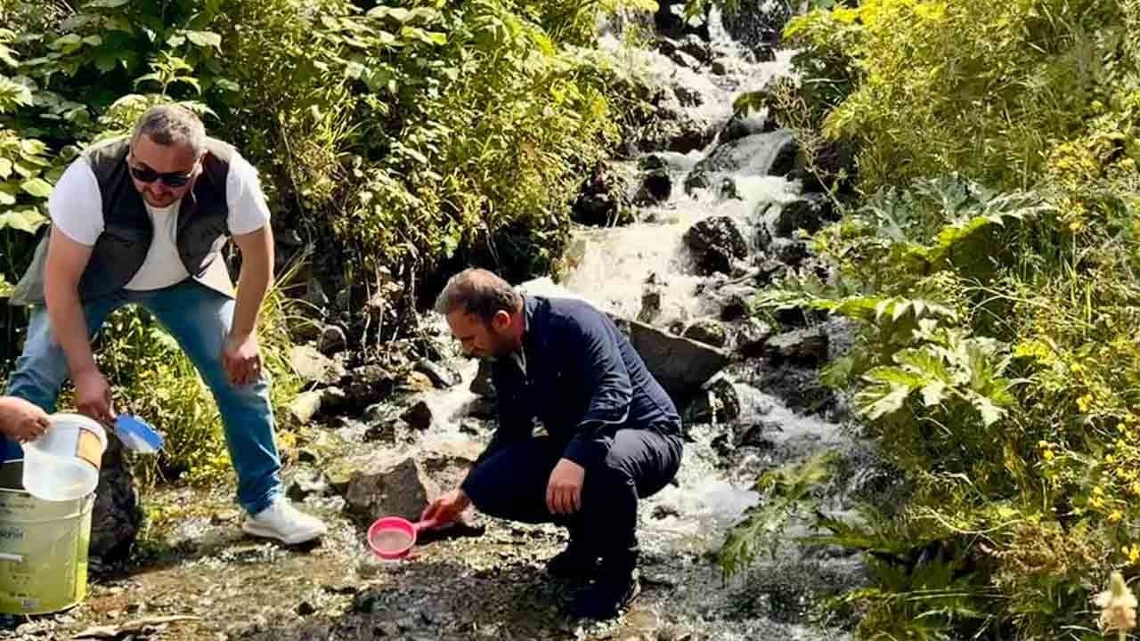 Uzungöl'ün derelerine can suyu: 15 bin kırmızı benekli alabalık doğaya salındı